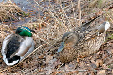 Mallard Anas platyrhynchos male and female