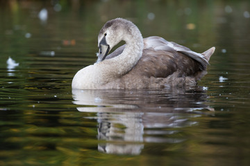 Mute Swan, Swans, Cygnus olor