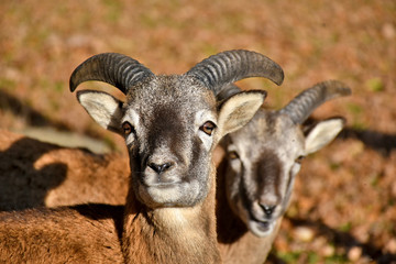 two billy goats gazing curiously