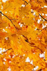 Yellow maple leaves on a twig in autumn
