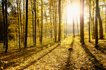 Golden autumnal forest with sunbeams