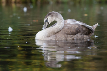 Mute Swan, Swans, Cygnus olor