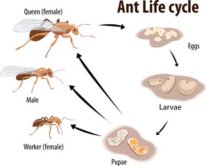 Vector illustration of Ant life cycle