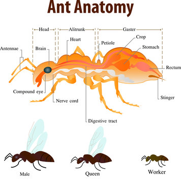 Vector illustration of Ant anatomy