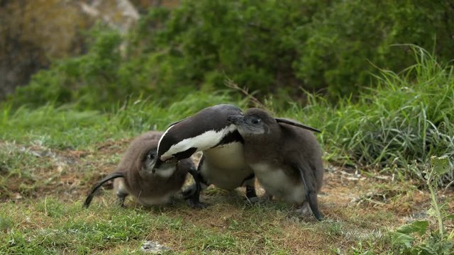 The female of the African penguin feeds the chicks