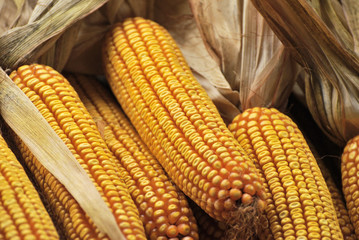 Corn on the cob at food market