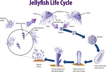 Vector illustration of Jelly fish life cycle