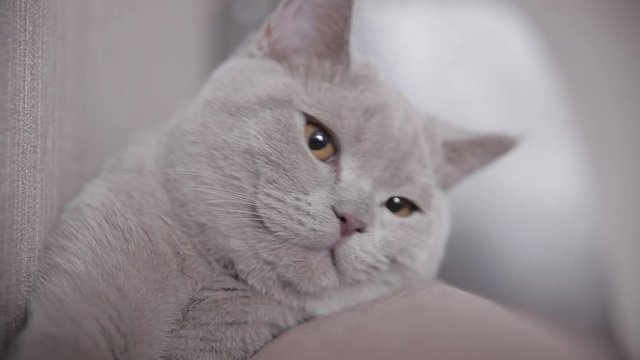 Cat Mickey