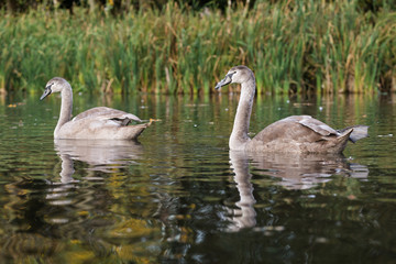 Mute Swan, Swans, Cygnus olor