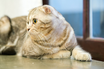 photo of Cat Sitting Next to a Window
