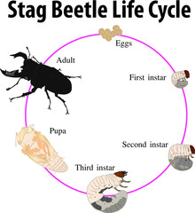 Vector illustration of Stag beetle life cycle