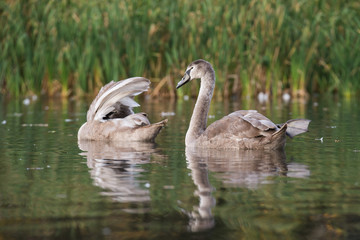 Mute Swan, Swans, Cygnus olor