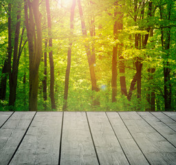  forest. Beauty nature background