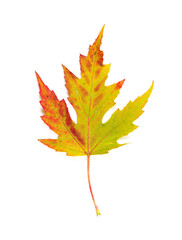 Fototapeta premium autumn maple leaves on white