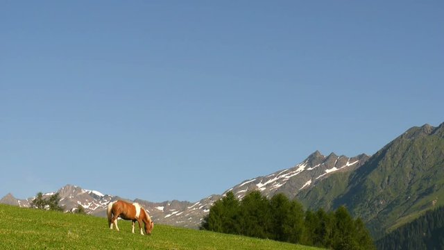 A horse grazing in green mountain pasture