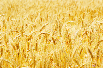 Fields of wheat at the end of summer fully ripe