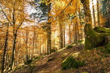 foresta in veste autunnale