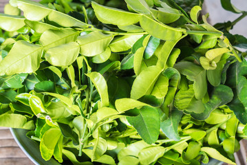 Kaffir lime leaf harvest from tree