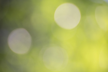 Natural green blurred background and sunlight bokeh