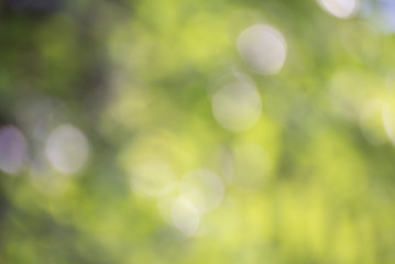 Natural green blurred background and sunlight bokeh