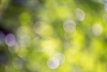 Obraz premium Naturalny zielony niewyraźne tło i światło słoneczne bokeh