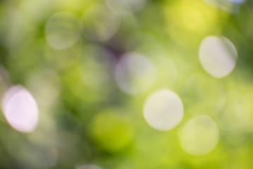 Natural green blurred background and sunlight bokeh