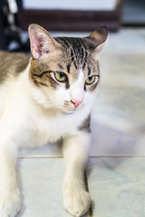 Thai cat on floor