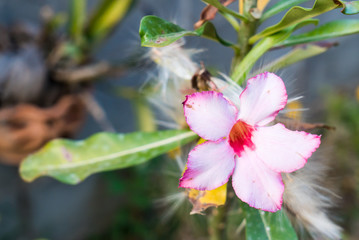 White and pink hibiscus flower