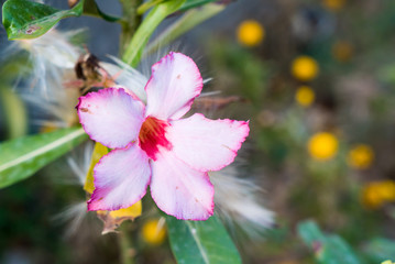 White and pink hibiscus flower