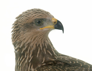 Common buzzard in studio