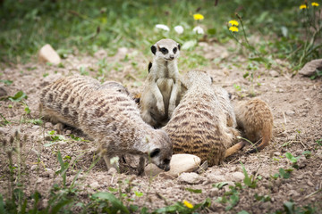Suricata Suricatta - Meerkat. Playing Suricatas with One Standing.