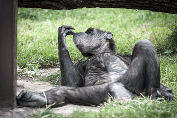 Gourmet Chimpanzee Monkey Licking Fingers