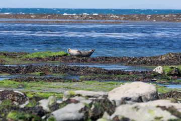 Sea lion in Ireland