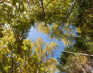 Alberi in autunno