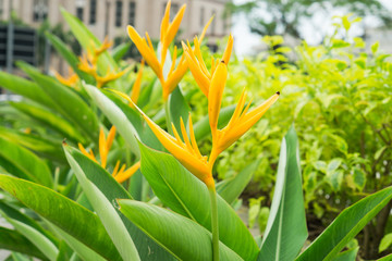Orange bird of paradise flower blossom or scientific name as Strelitzia reginae Banks ex Dryand with green leaves in sunny day