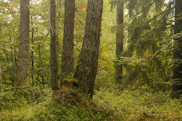 Bosco di larici e abeti con sottobosco