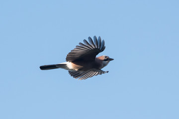 Jay, Garrulus glandarius