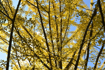 Fototapeta premium イチョウの木