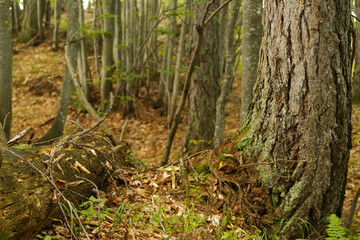 Sottobosco alpino di foresta