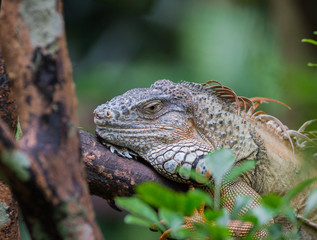 Quiet iguana lies on a branch near the leaves at the Singapore Zoo