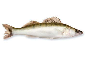 Fresh fish walleye