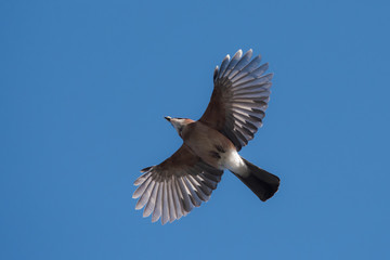 Jay, Garrulus glandarius