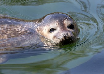 Close-up of the head of an Atlantic or Harbour Seal (Phoca vitulina), looking at the camera.