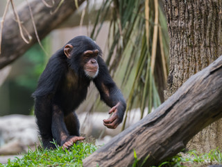 Chimpanzee boldly goes on a grass by a tree in the Singapore zoo