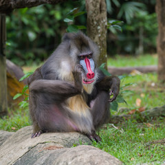 Fluffy mandrill sitting on a rock at the Singapore Zoo