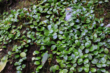 岩面に伸びるマメヅタの栄養葉と胞子葉