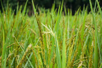Rice Field Paddy Chiangmai Thailand