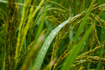 Rice Field Paddy Chiangmai Thailand © Pararint