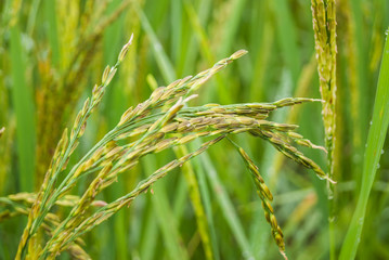 Rice Field Paddy Chiangmai Thailand