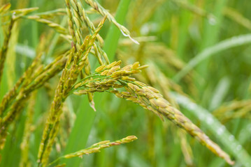 Rice Field Paddy Chiangmai Thailand
